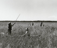 Three canoe teams gathering wild rice in the Kakagon Sloughs.